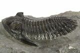 Detailed Hollardops Trilobite Fossil - Ofaten, Morocco #326000-1
